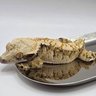 트라이 익스트림할리퀸