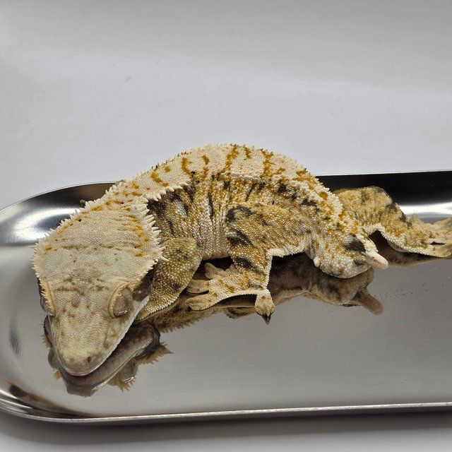 트라이 익스트림할리퀸