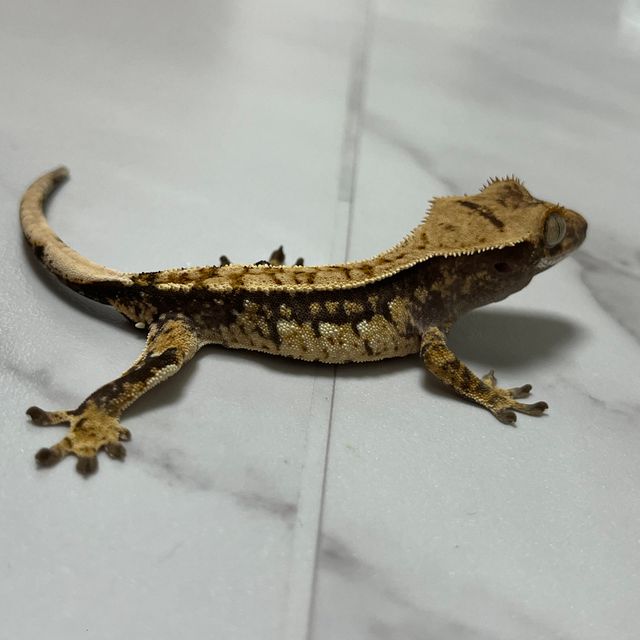 트라이 익스트림할리퀸