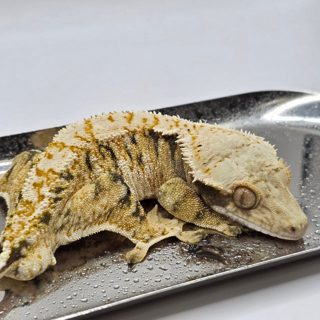 트라이 익스트림할리퀸