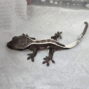 풀핀 아잔틱