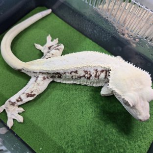 릴리화이트 화이트