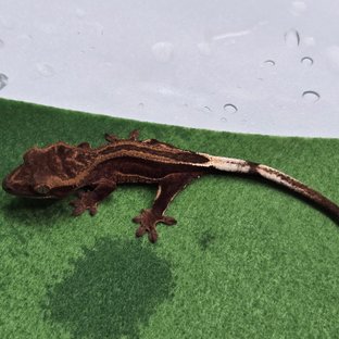 엠티백 풀핀 슈퍼스트라이프