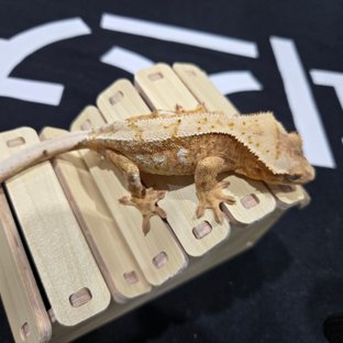 화이트 크림시클