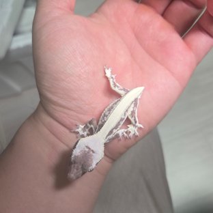 릴잔틱 솔리드백