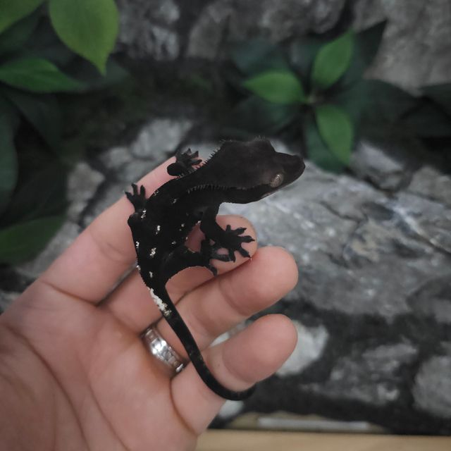 아잔틱