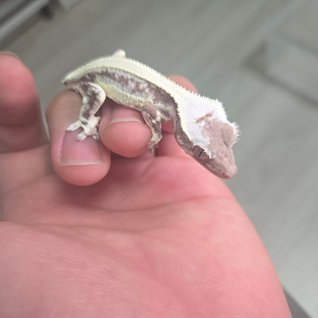 릴잔틱 솔리드백