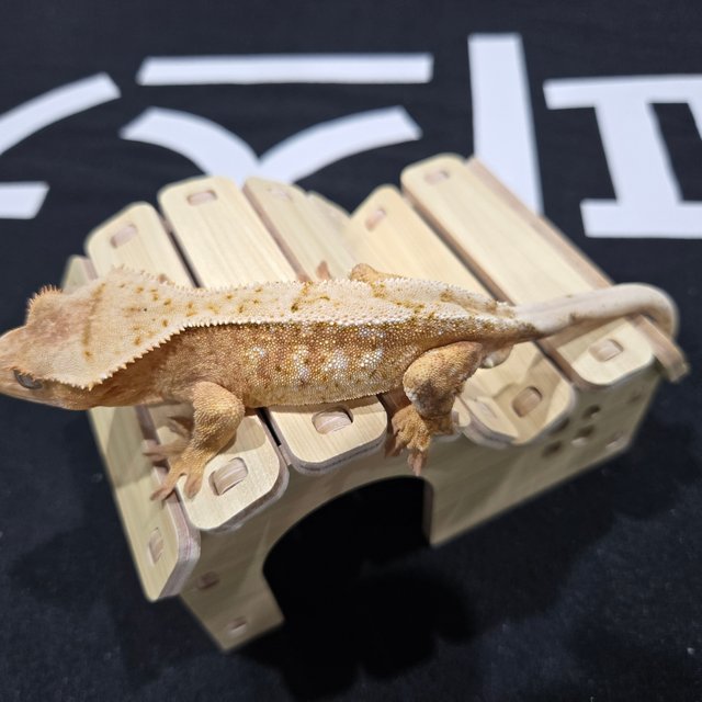 화이트 크림시클