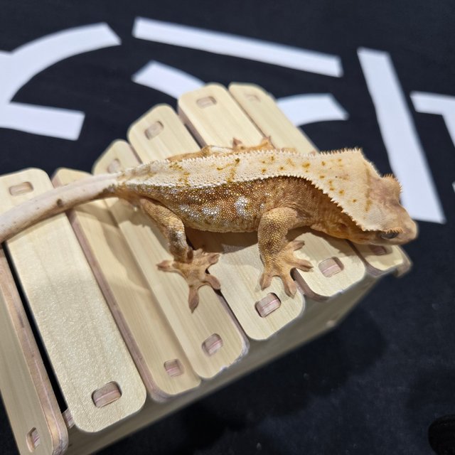 화이트 크림시클