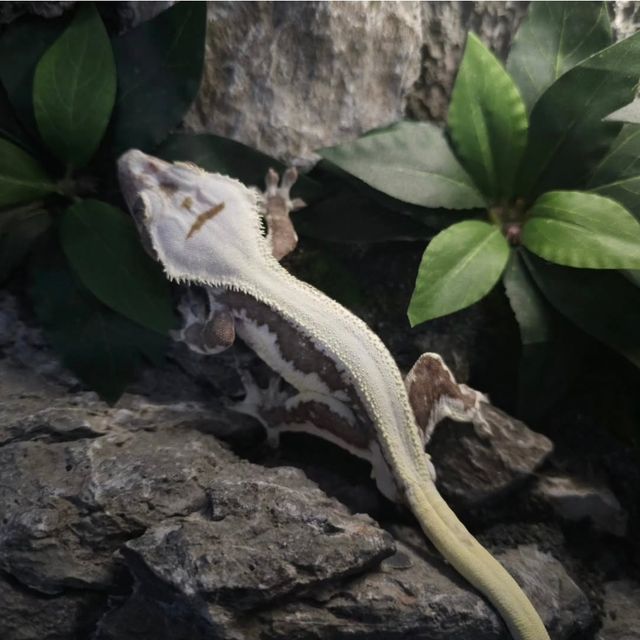 릴잔틱