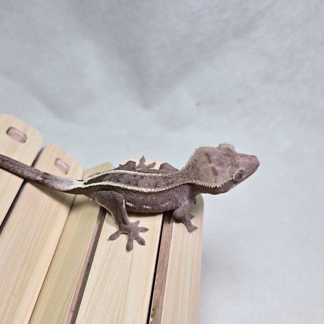 풀핀 아잔틱 화이트핀