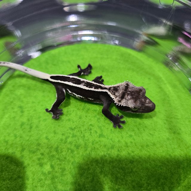 블랙 풀핀 아잔틱