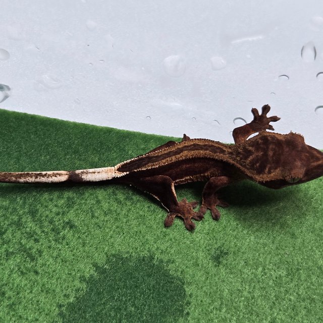 엠티백 풀핀 슈퍼스트라이프