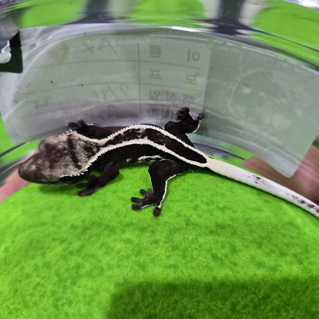 블랙 풀핀 아잔틱