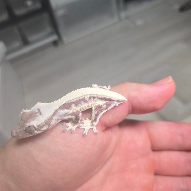 릴잔틱 솔리드백