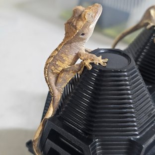 노멀 화이트포트홀