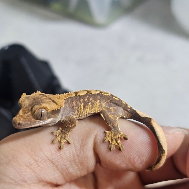 노멀 화이트포트홀