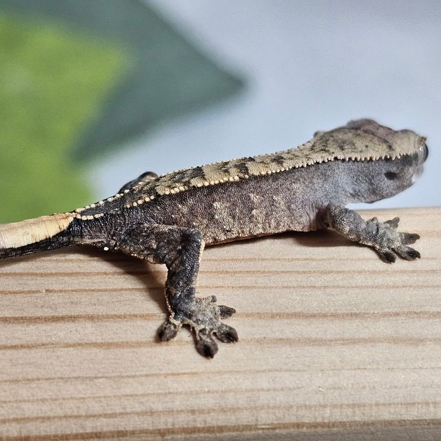 노멀 할리퀸 화이트포트홀