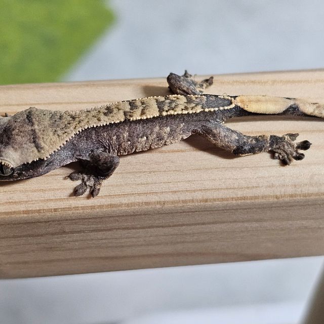 노멀 할리퀸 화이트포트홀