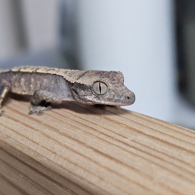 노멀 할리퀸 화이트포트홀