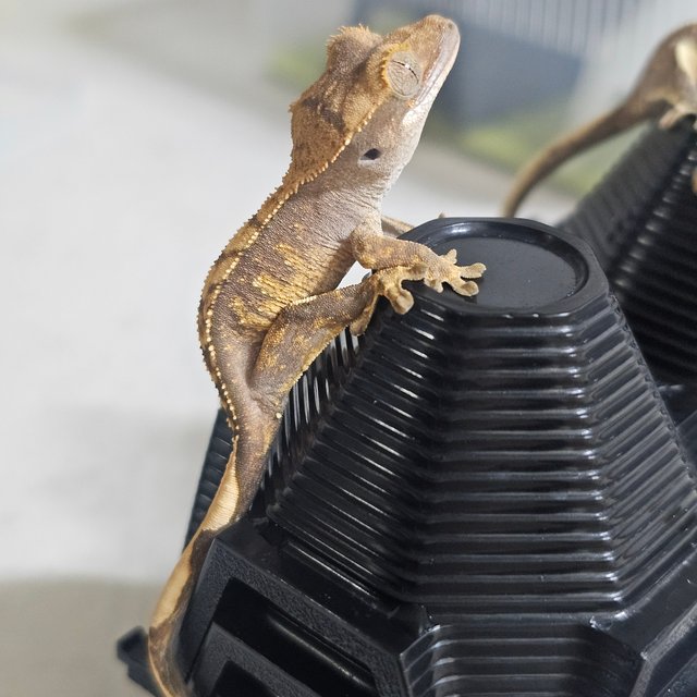 노멀 화이트포트홀