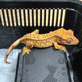 노멀 풀핀 트라이 익스트림할리퀸