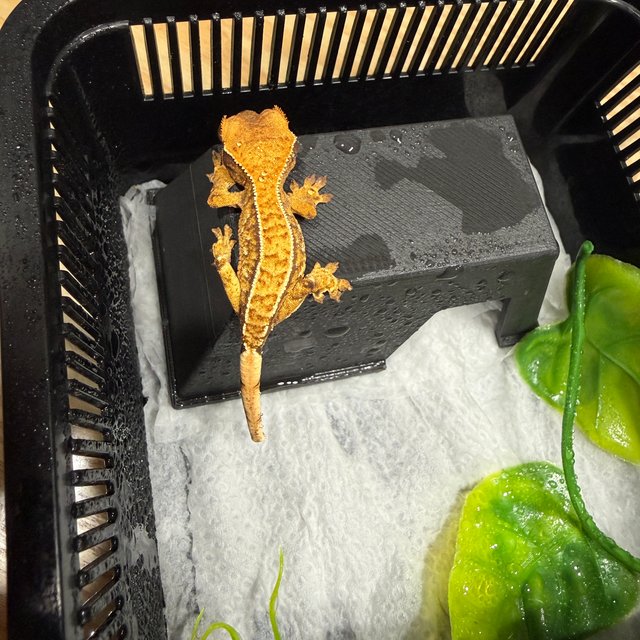 노멀 풀핀 트라이 익스트림할리퀸