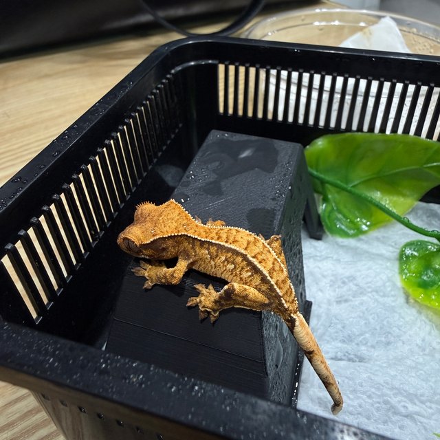 노멀 풀핀 트라이 익스트림할리퀸