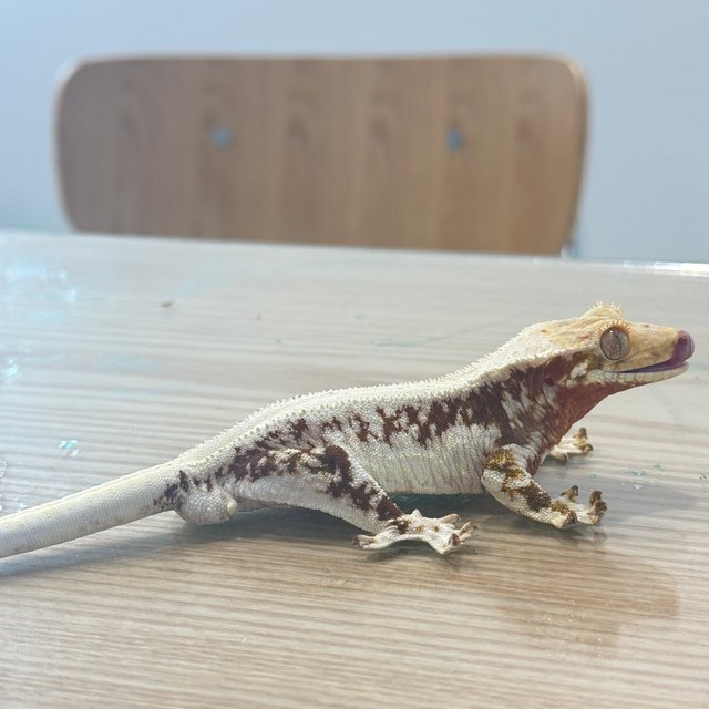 릴리화이트 레드