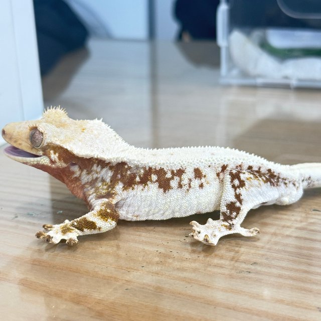 릴리화이트 레드