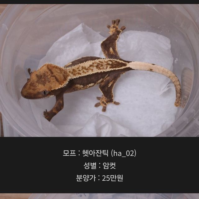 100%헷아잔틱