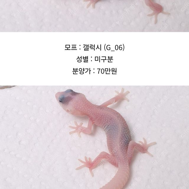 갤럭시