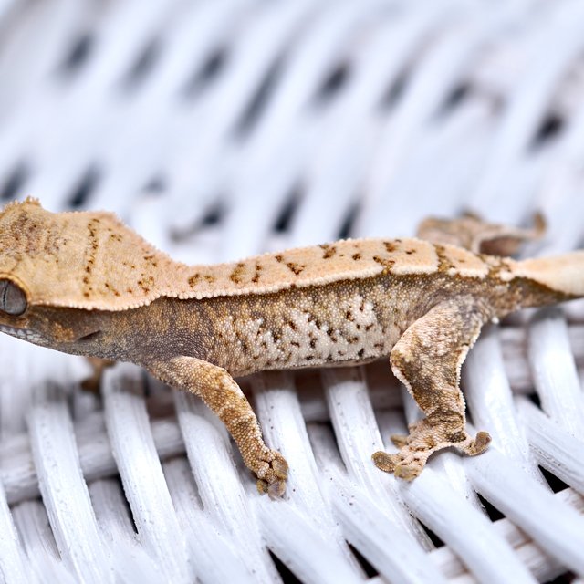 노멀 화이트스팟 화이트포트홀 트라이 드리피