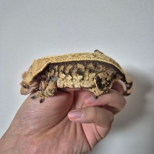 노멀 트라이 풀핀