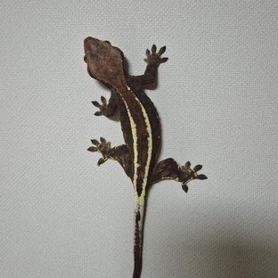 풀핀 핀스트라이프 카푸치노