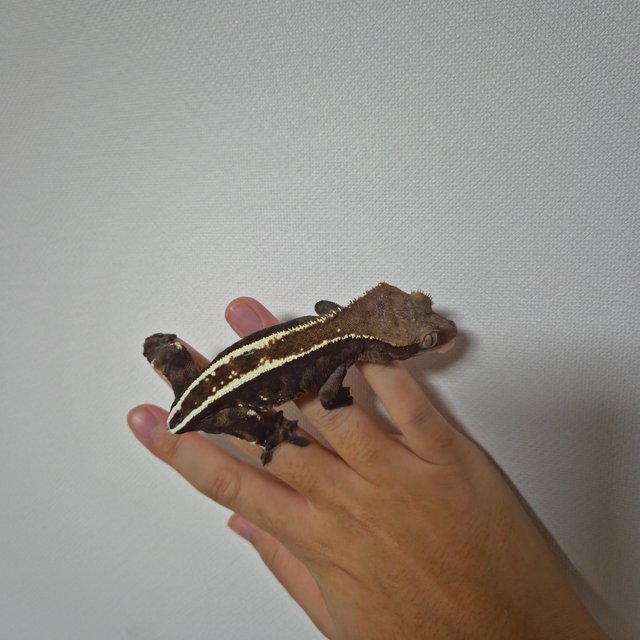 카푸치노 풀핀 화이트핀