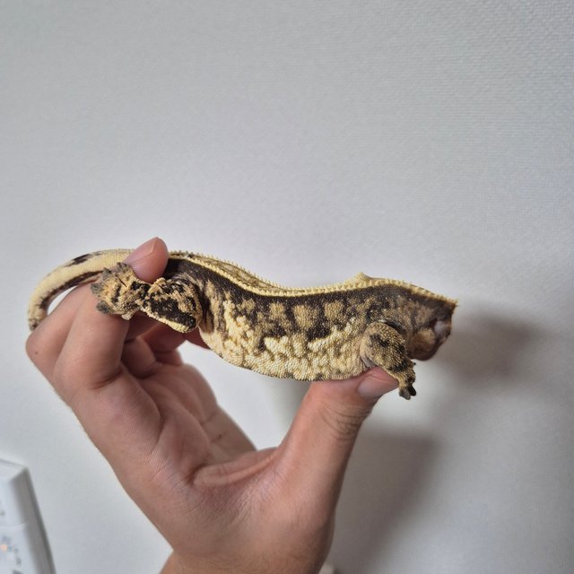 노멀 트라이 풀핀