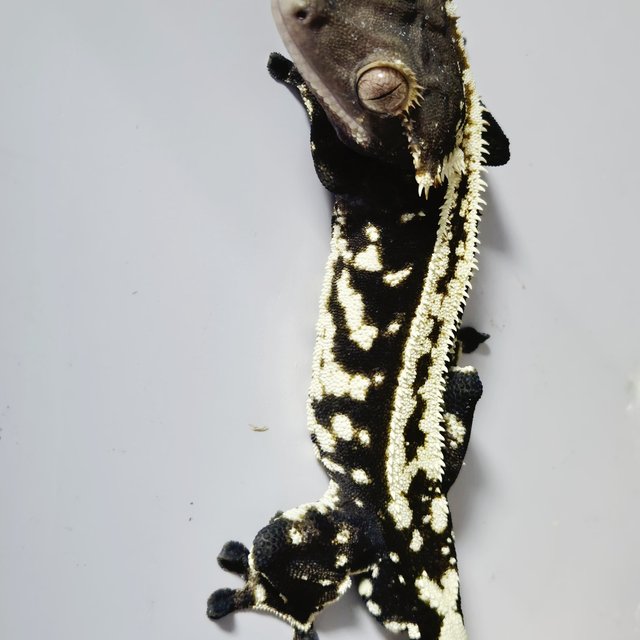 다크 화이트스팟 카푸치노