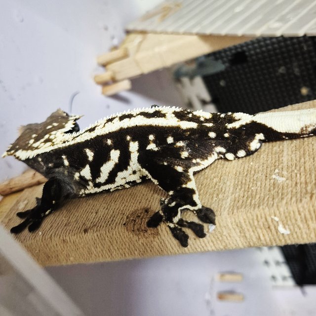 다크 화이트스팟 카푸치노