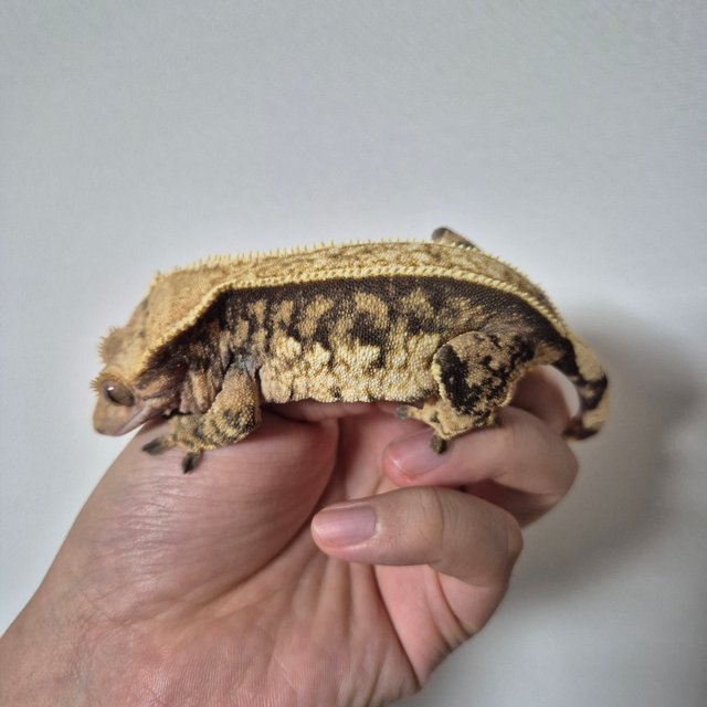 노멀 트라이 풀핀