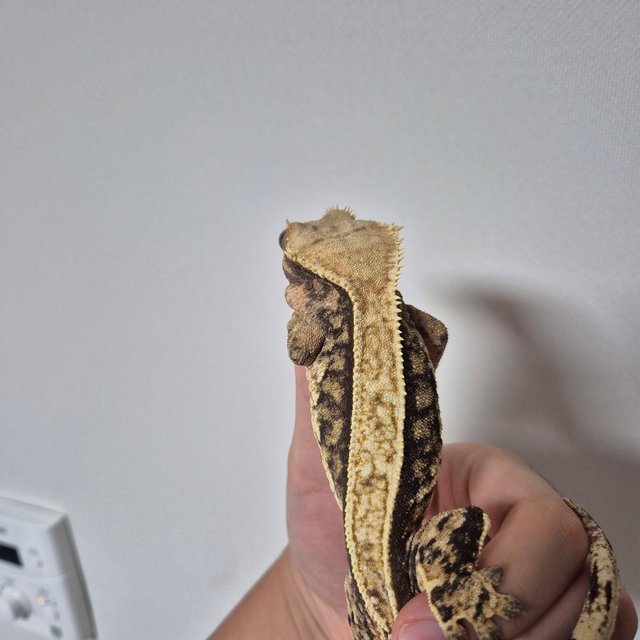 노멀 트라이 풀핀