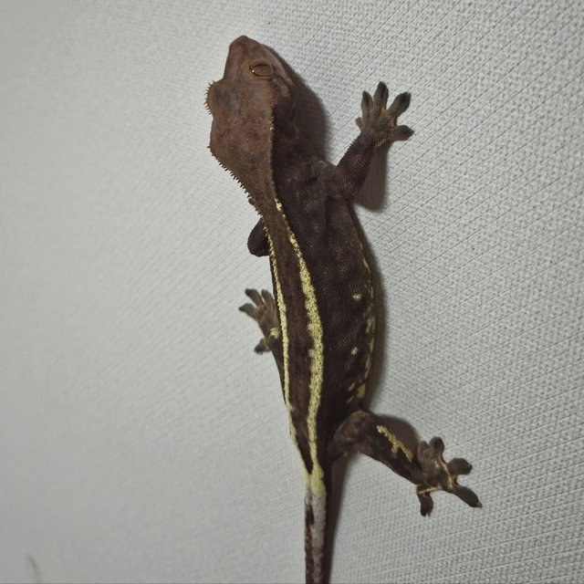 풀핀 핀스트라이프 카푸치노