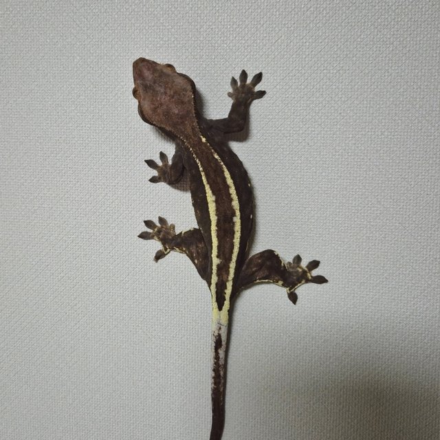 풀핀 핀스트라이프 카푸치노