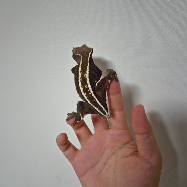 카푸치노 풀핀 화이트핀