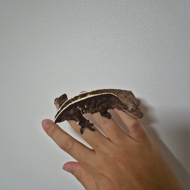 카푸치노 풀핀 화이트핀