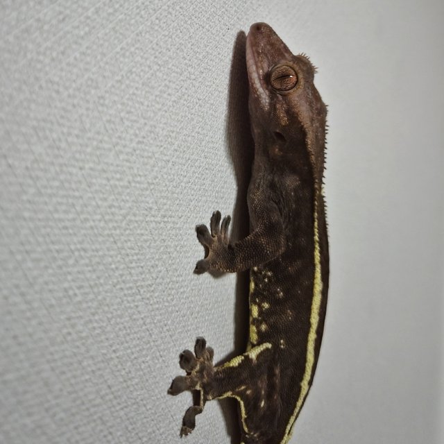 풀핀 핀스트라이프 카푸치노