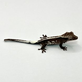 아잔틱