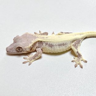 릴리 세이블