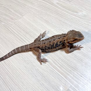 노멀