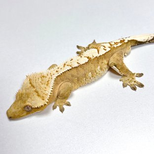 노멀 크림시클 옐로우